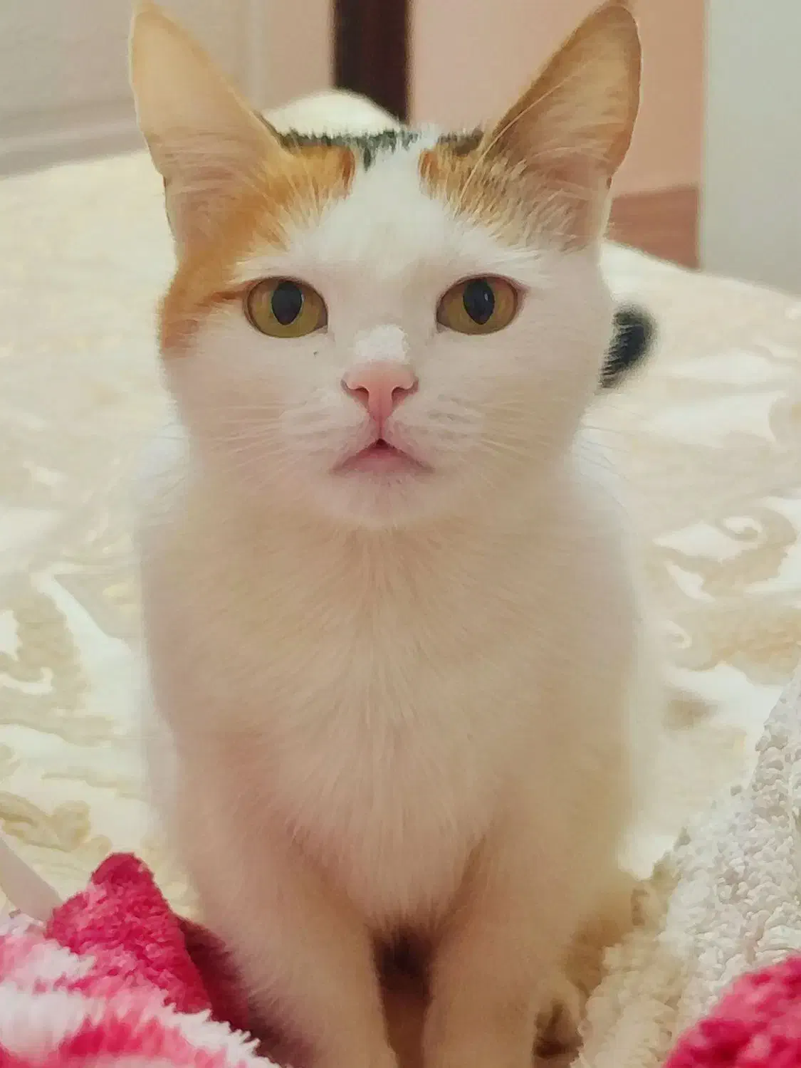 گربه|گربه|تالش, هشتپر|دیوار