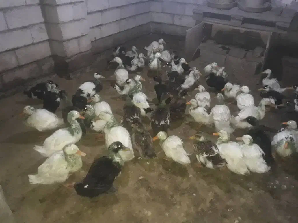 اردک|حیوانات مزرعه|شلمان, |دیوار