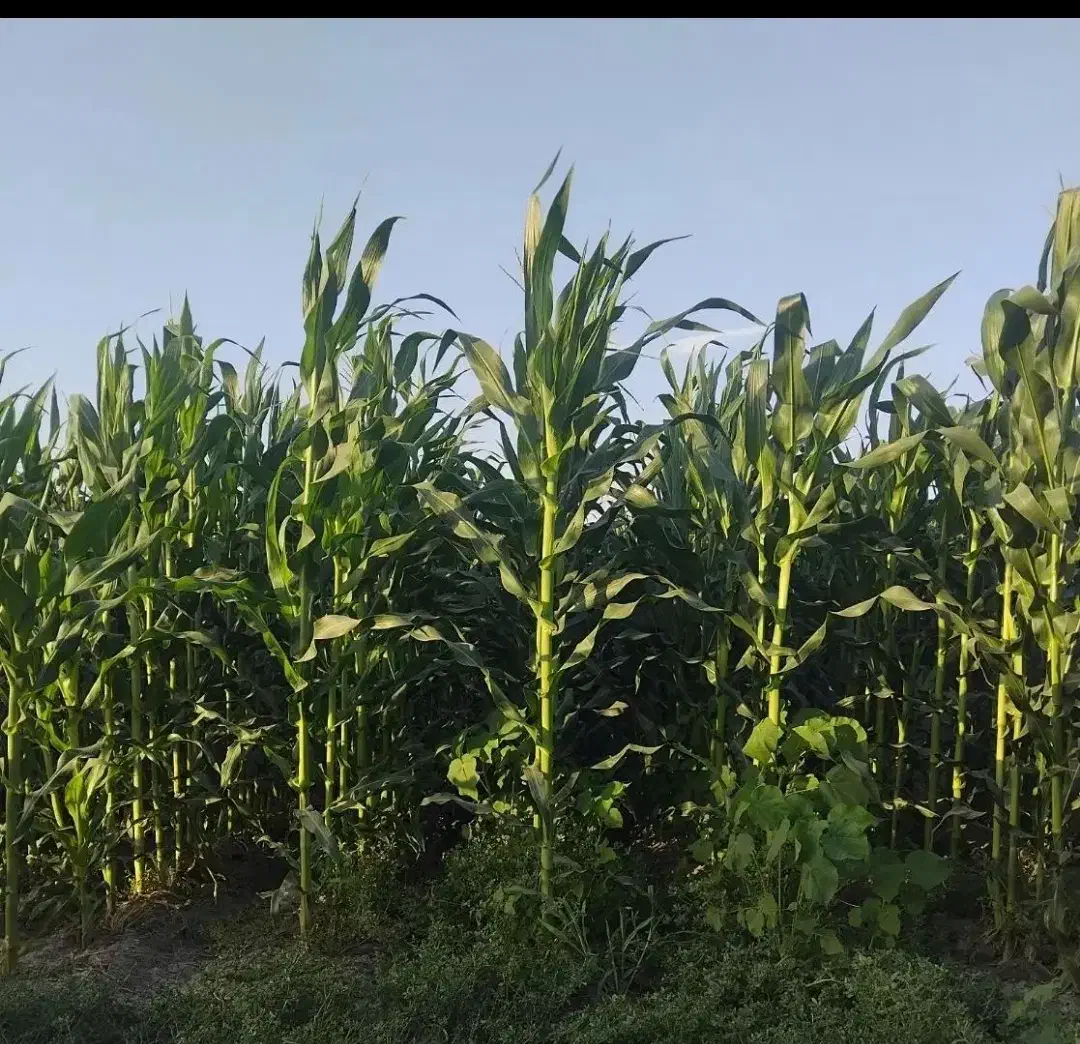 ذرت علوفه پر دان درجه یک|حیوانات مزرعه|چهاربرج, |دیوار