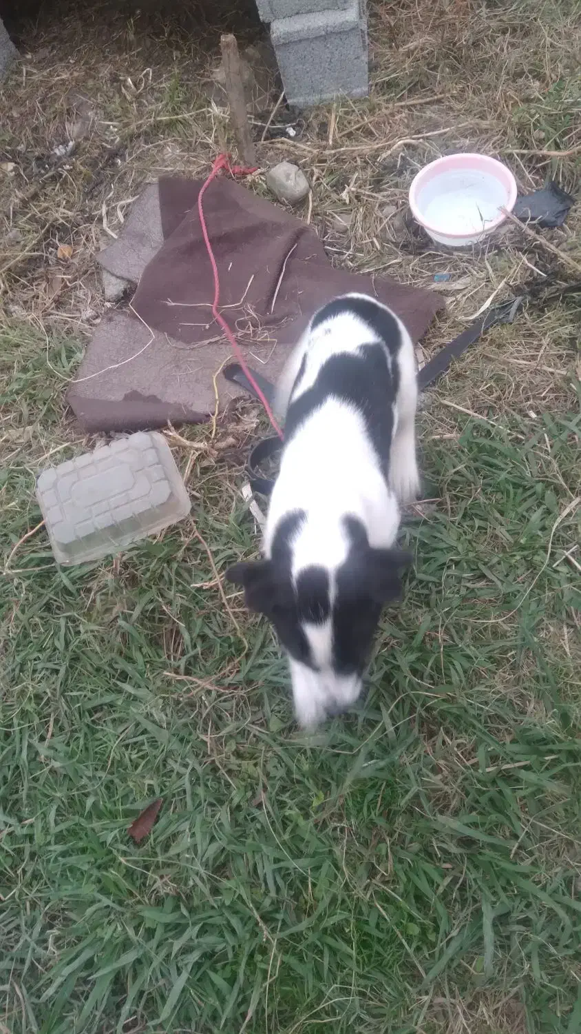 توله سگ پا کوتا|سگ|اسالم, |دیوار