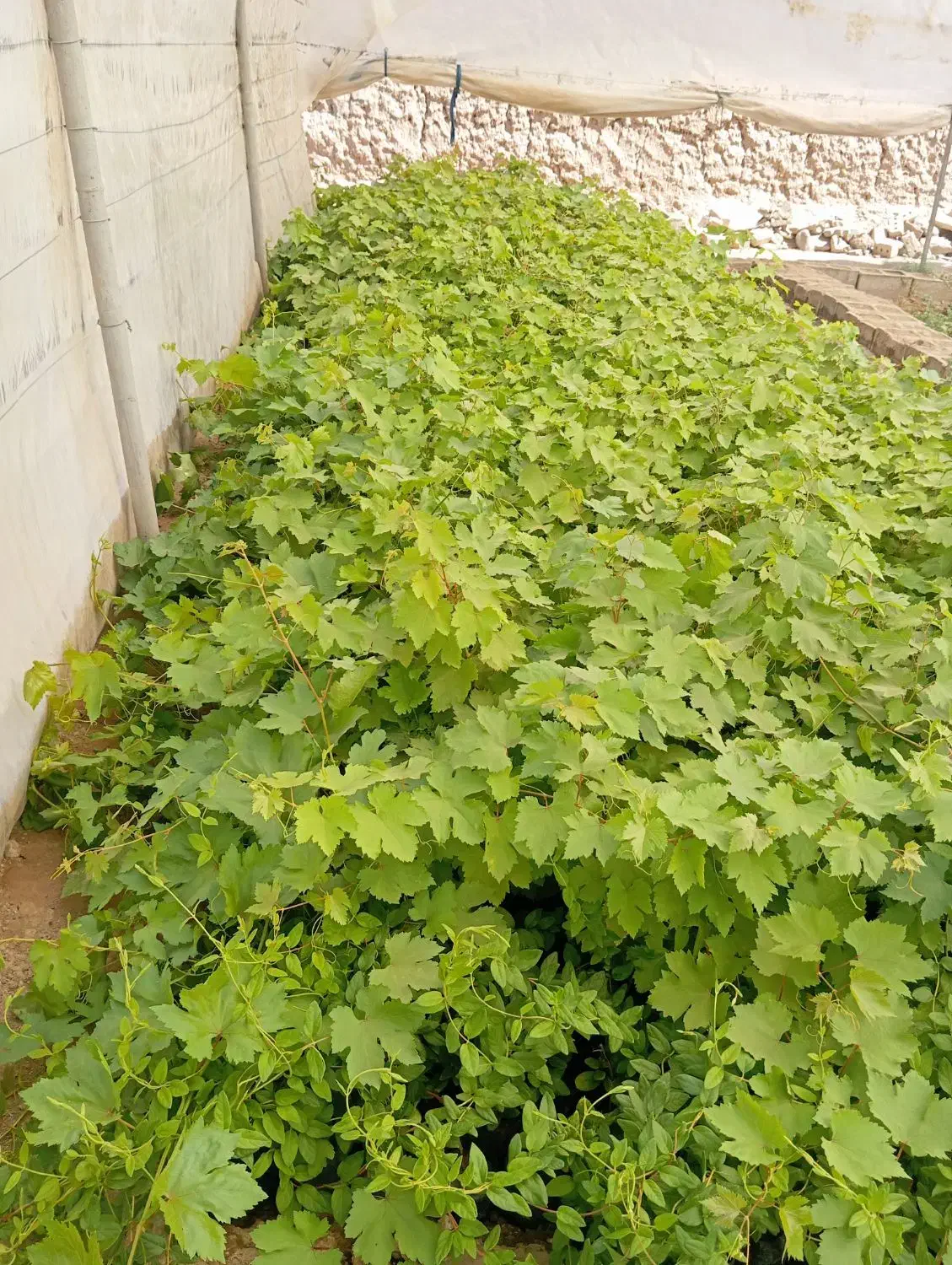 فروش نهال انگور ،یاس،گل محمدی و..|خدمات باغبانی و درختکاری|تربت‌حیدریه, چهارراه خواف|دیوار