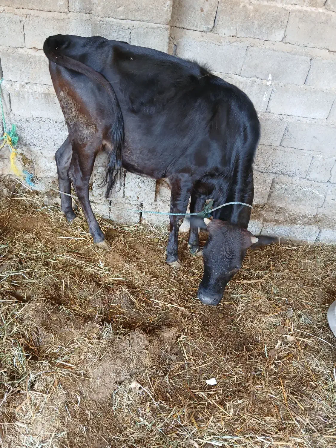 دوگاوگوساله سالم  سر حال  برای داشتی گوشتی|حیوانات مزرعه|جیرفت, |دیوار