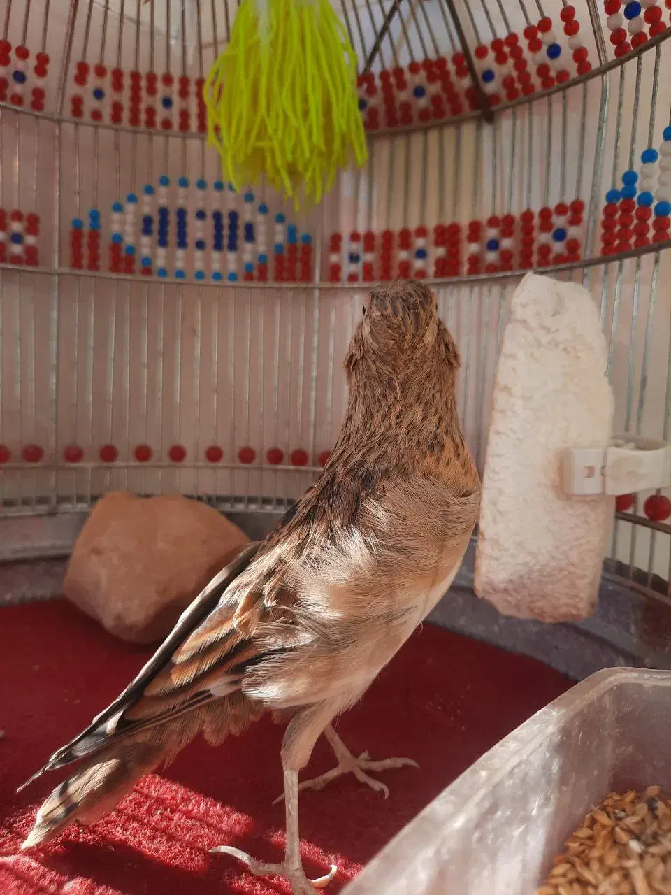 سهره قناری|پرنده|یزد, |دیوار