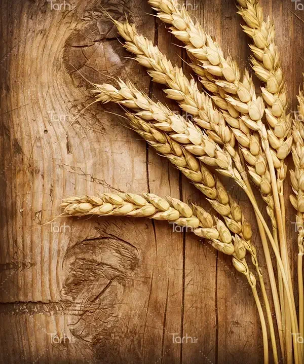 گندم بذری پیشگام|خوردنی و آشامیدنی|رادکان, |دیوار