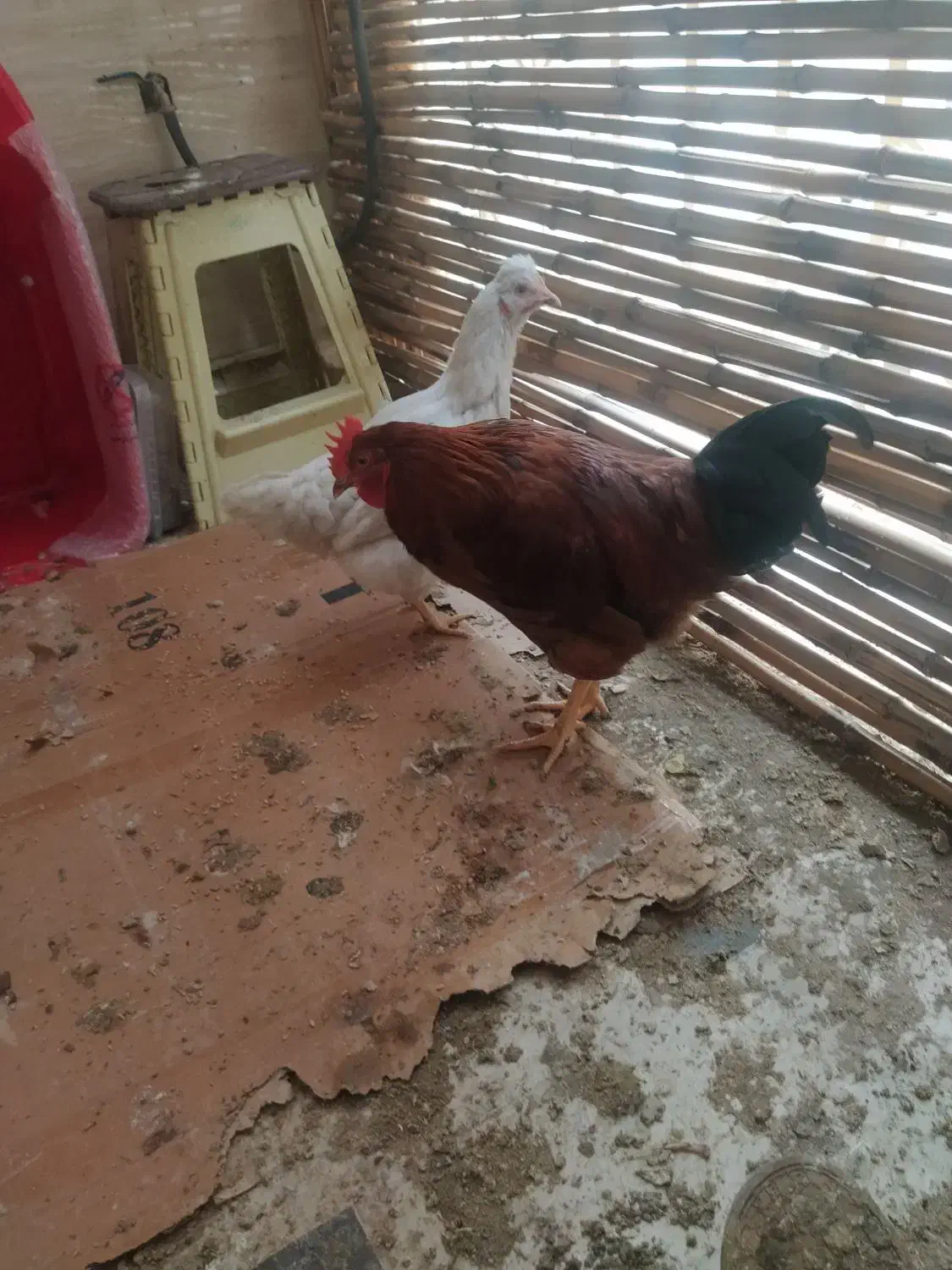 خروس|حیوانات مزرعه|تهران, طرشت|دیوار