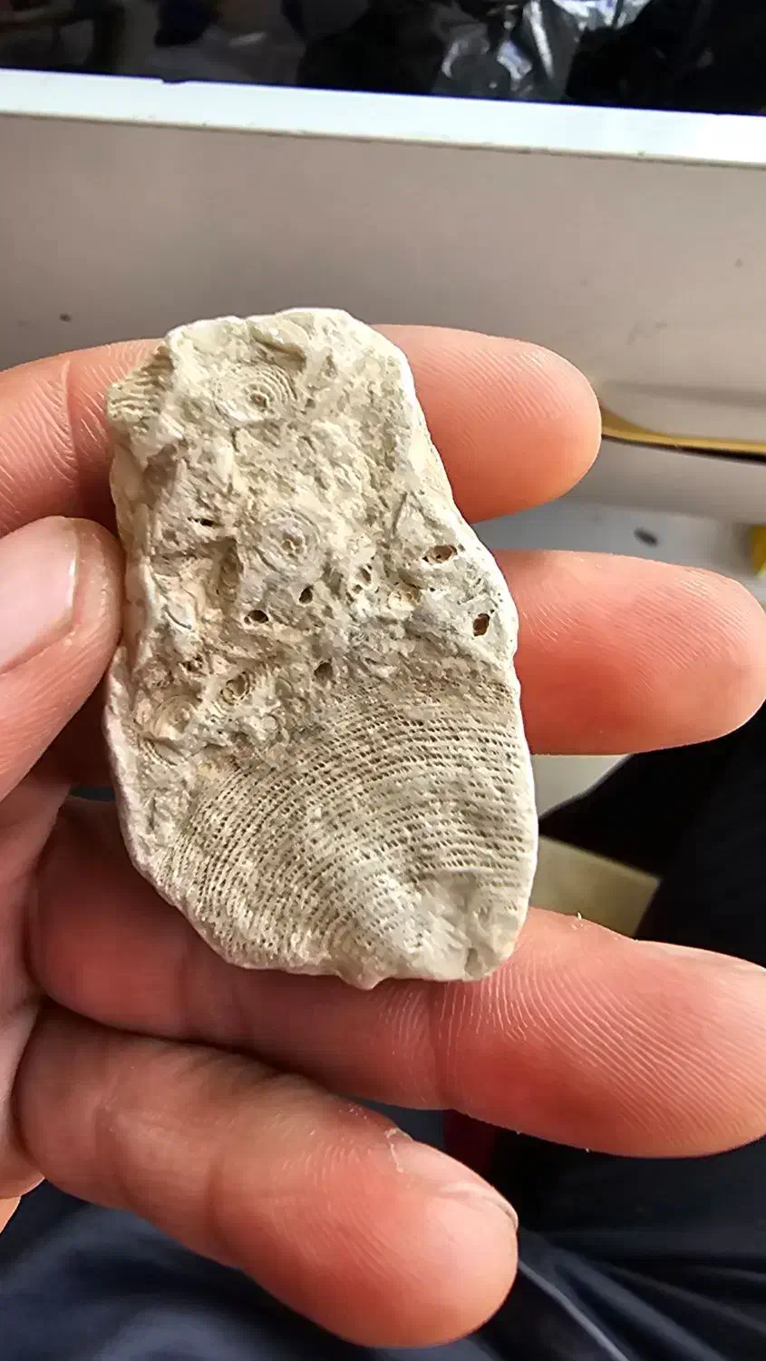 فسیل دریایی|کلکسیون اشیاء عتیقه|شیراز, شهرک مفتح|دیوار