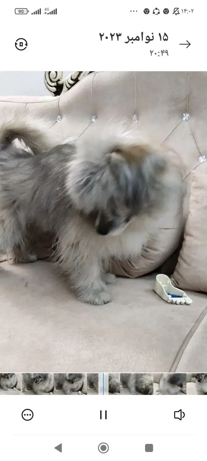 سگ فانتزی گمشده|حیوانات|شیراز, شهرک گلستان|دیوار