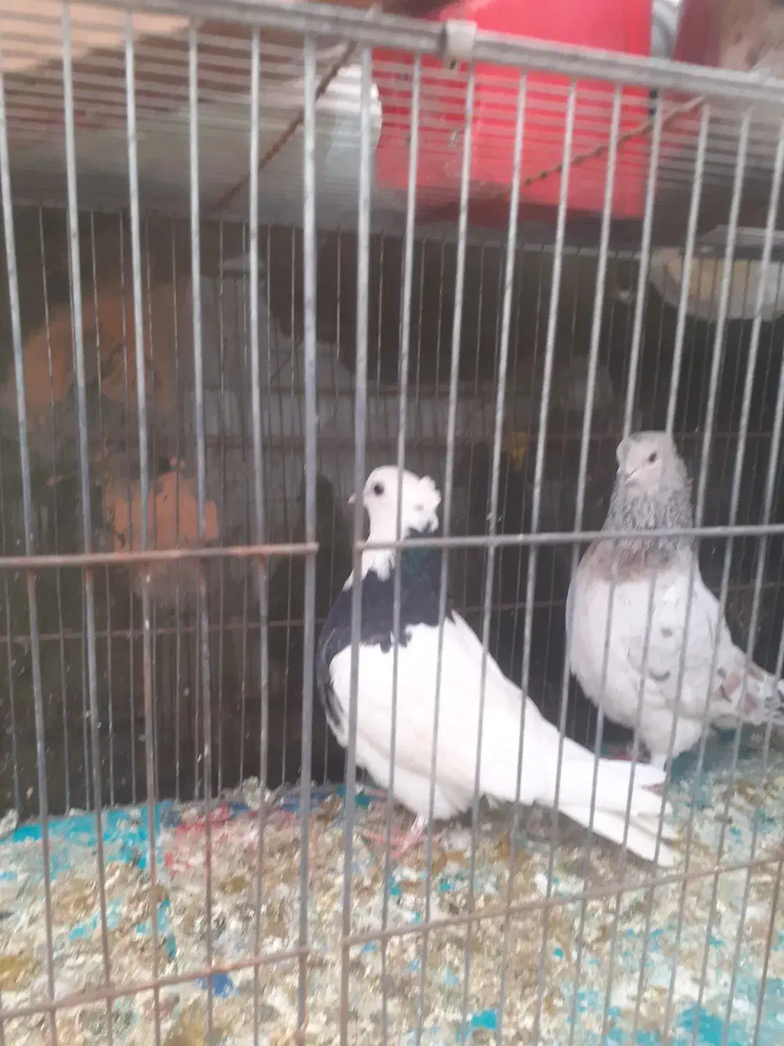 کبوتر|پرنده|قم, دورشهر|دیوار