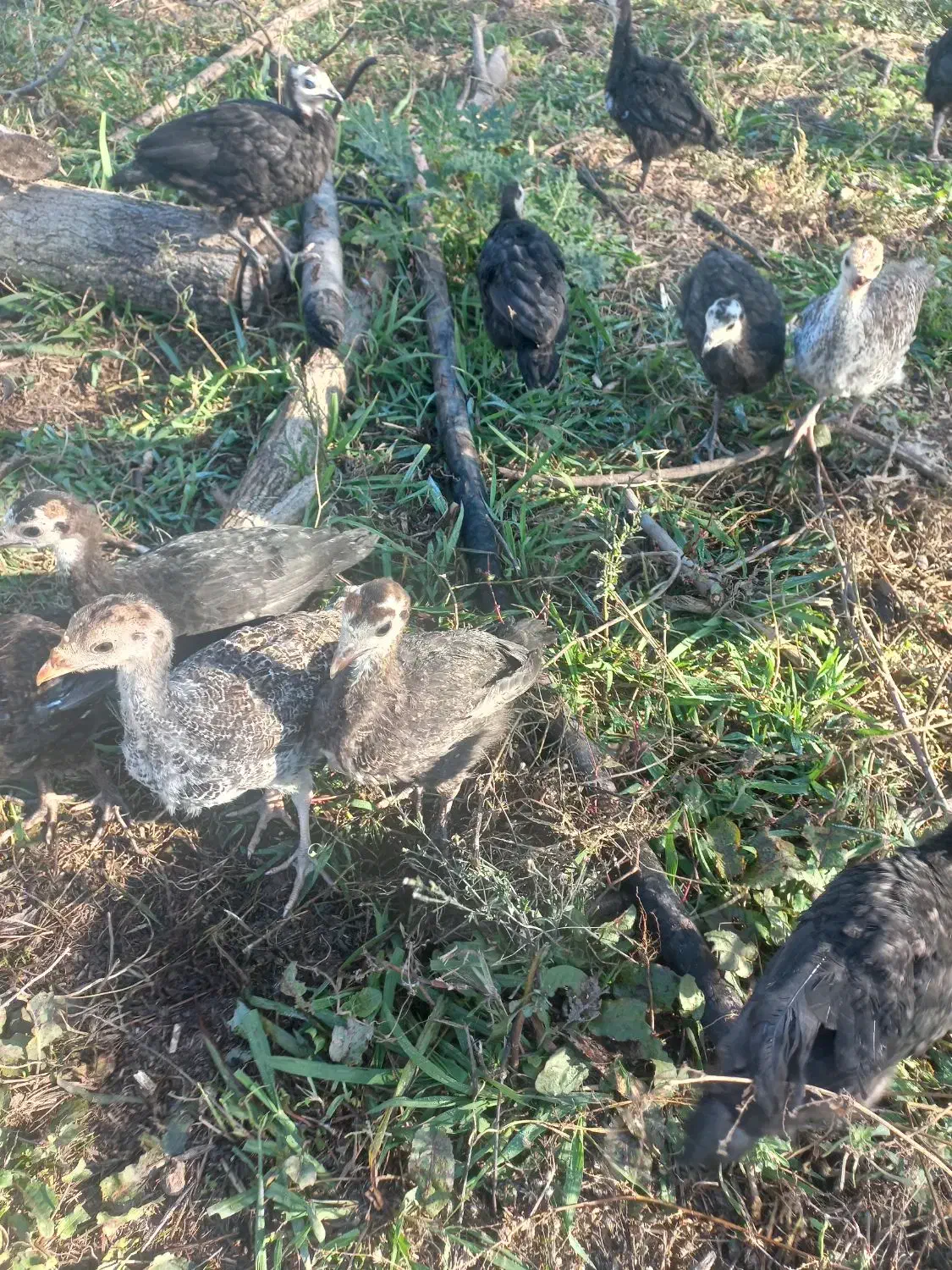 جوجه بوقلمون دوماهه نیمچه ( مرغ اوردک غاز)|حیوانات مزرعه|سنگر, |دیوار