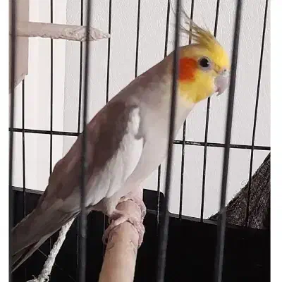 عروس هلندی|پرنده|تهران, کرمان|دیوار