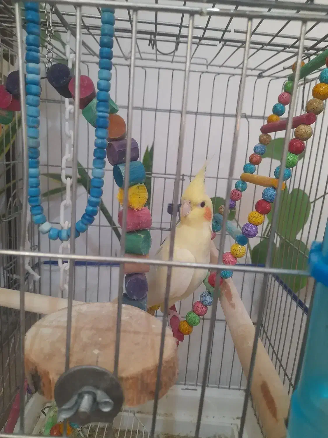 عروس هلندی زعفرونی بهترین نژاد|پرنده|اقلید, |دیوار