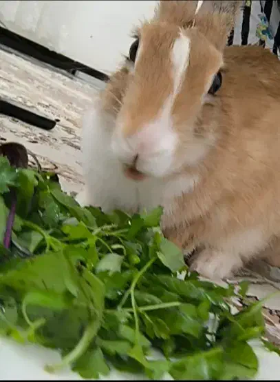 خرگوش|موش و خرگوش|ایلام, |دیوار