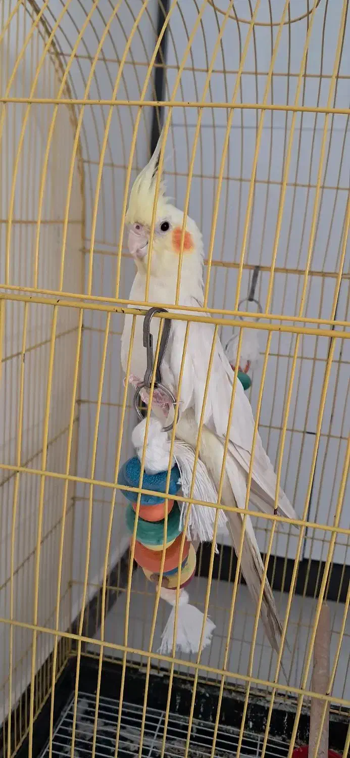 عروس هلندی|پرنده|پردیس, فاز ۸|دیوار