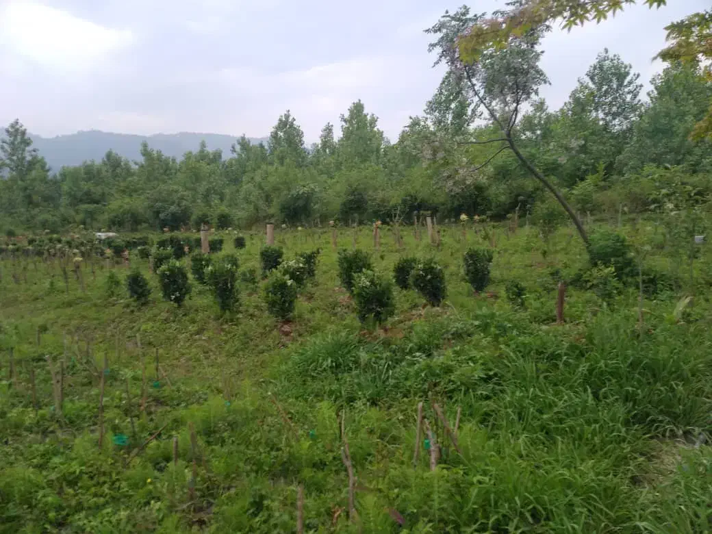 زمین گل کاری و گلخونه|فروش دفتر صنعتی، کشاورزی، تجاری|خرم‌آباد (تنکابن), |دیوار