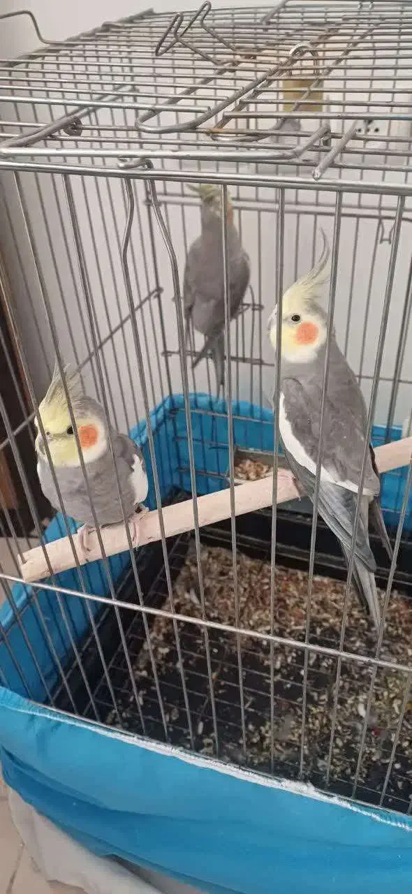 عروس هلندی|پرنده|تهران, باغ خزانه|دیوار