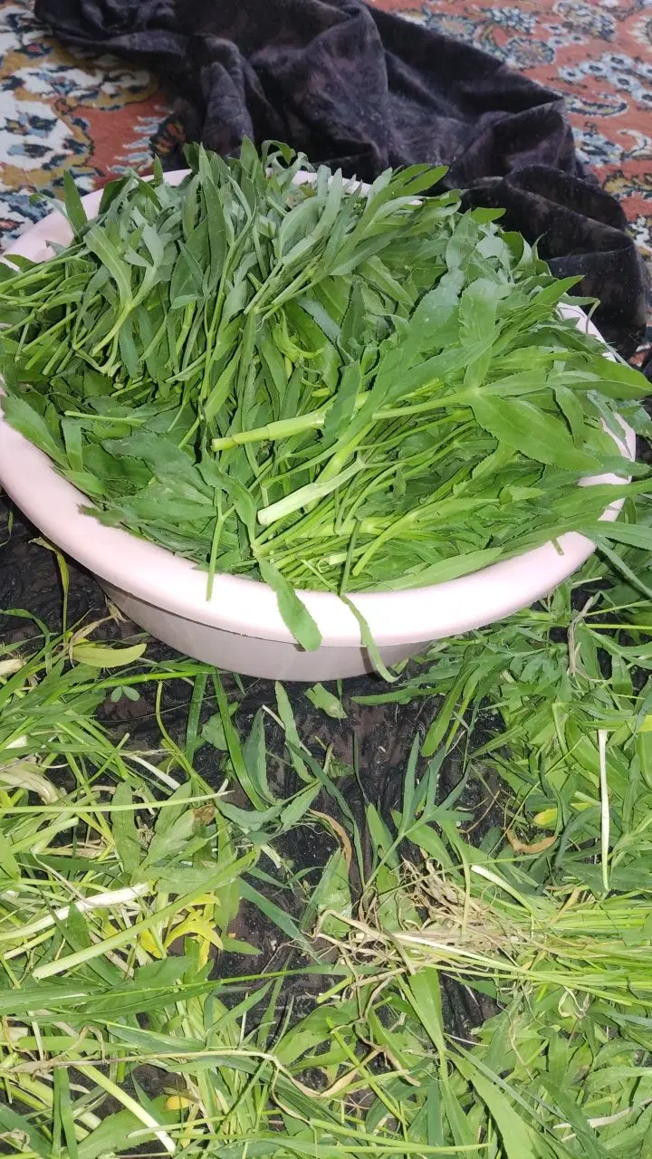 سبزی|گل و گیاه طبیعی|چناران, |دیوار