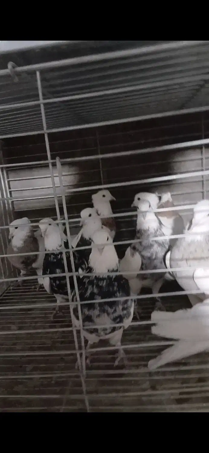 پرنده کفتر|پرنده|تفت, |دیوار