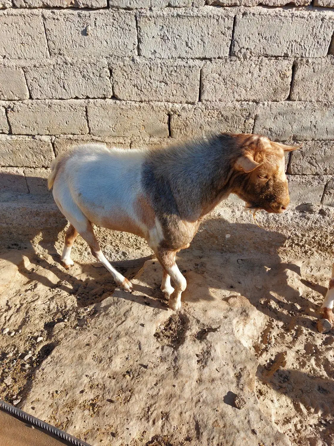 بزفروشی|حیوانات مزرعه|زهک, |دیوار