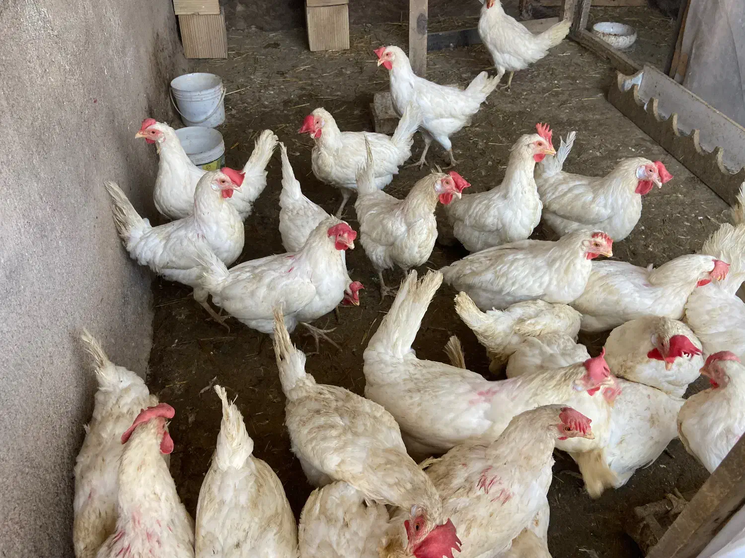 ۷ عدد مرغ تخمگذار|حیوانات مزرعه|تربت جام, المهدی|دیوار