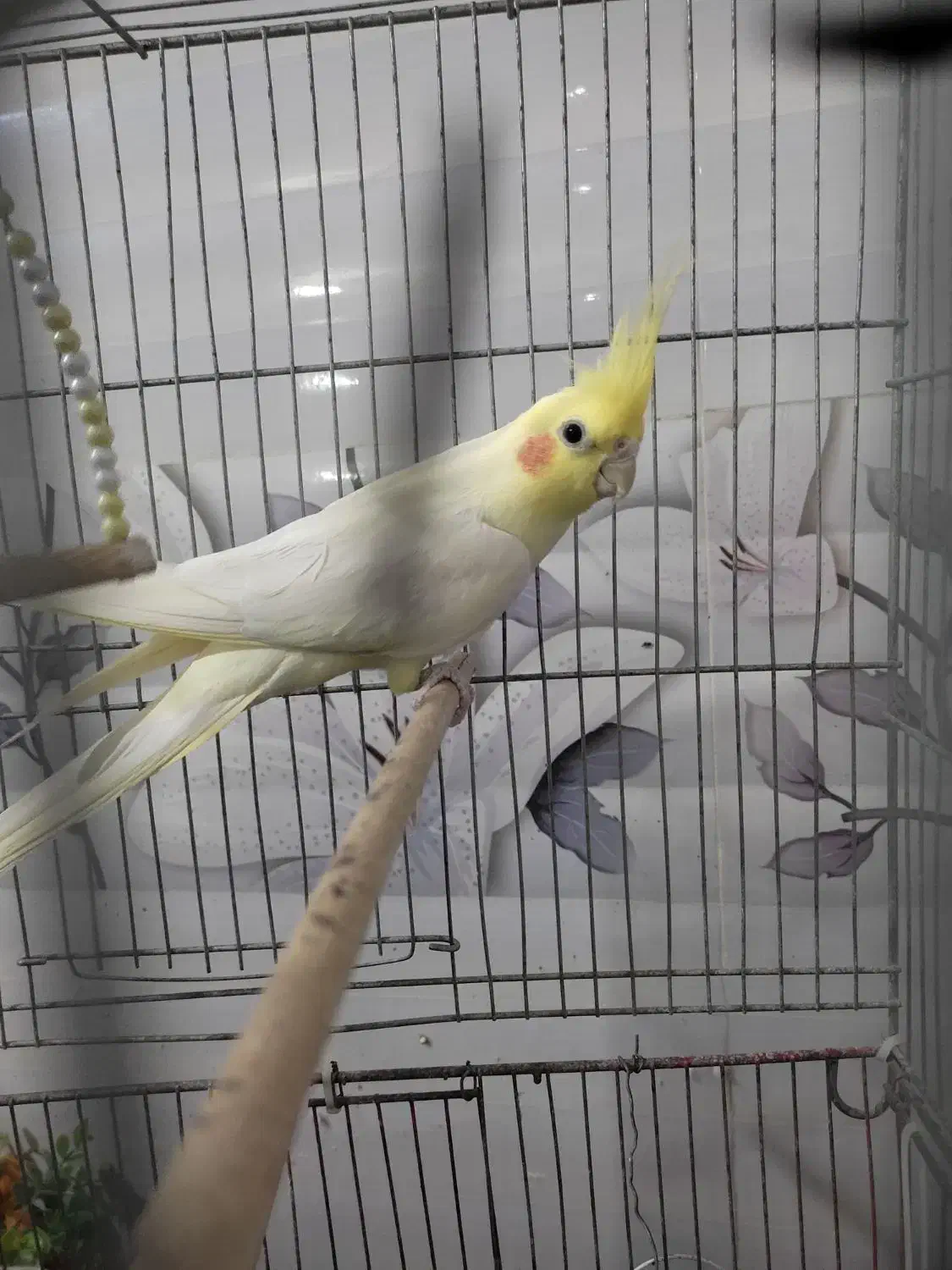 سلام عروس هلندی سالم و آواز خون با همرا بچه|پرنده|قم, کیوانفر|دیوار