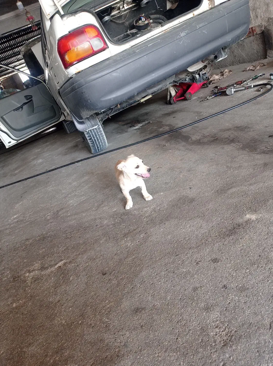 داشهوند آمریکایی|سگ|برازجان, |دیوار