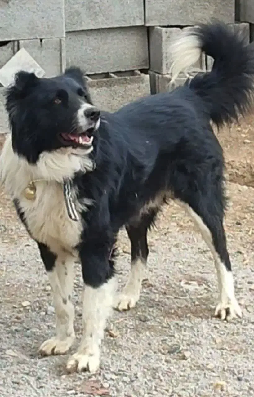 فروش سگ|سگ|مبارکه, |دیوار