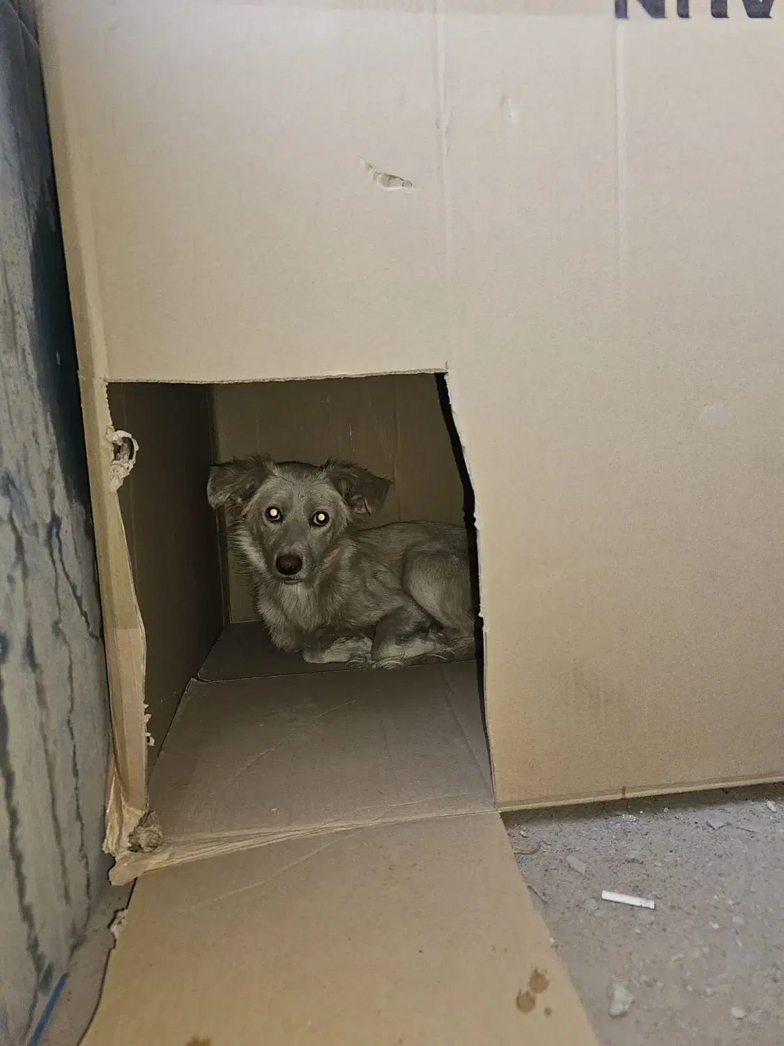 سگ پیدا شده واگذاری فوری به سرپرست خوب|حیوانات|مشهد, رباط طرق|دیوار