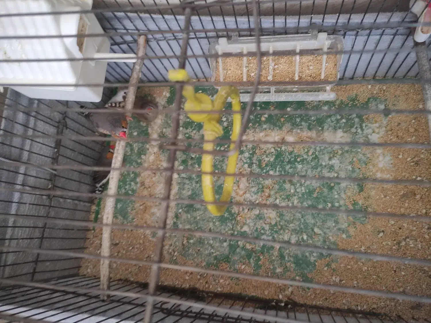 فنچ و قفس پرنده|پرنده|ملایر, |دیوار