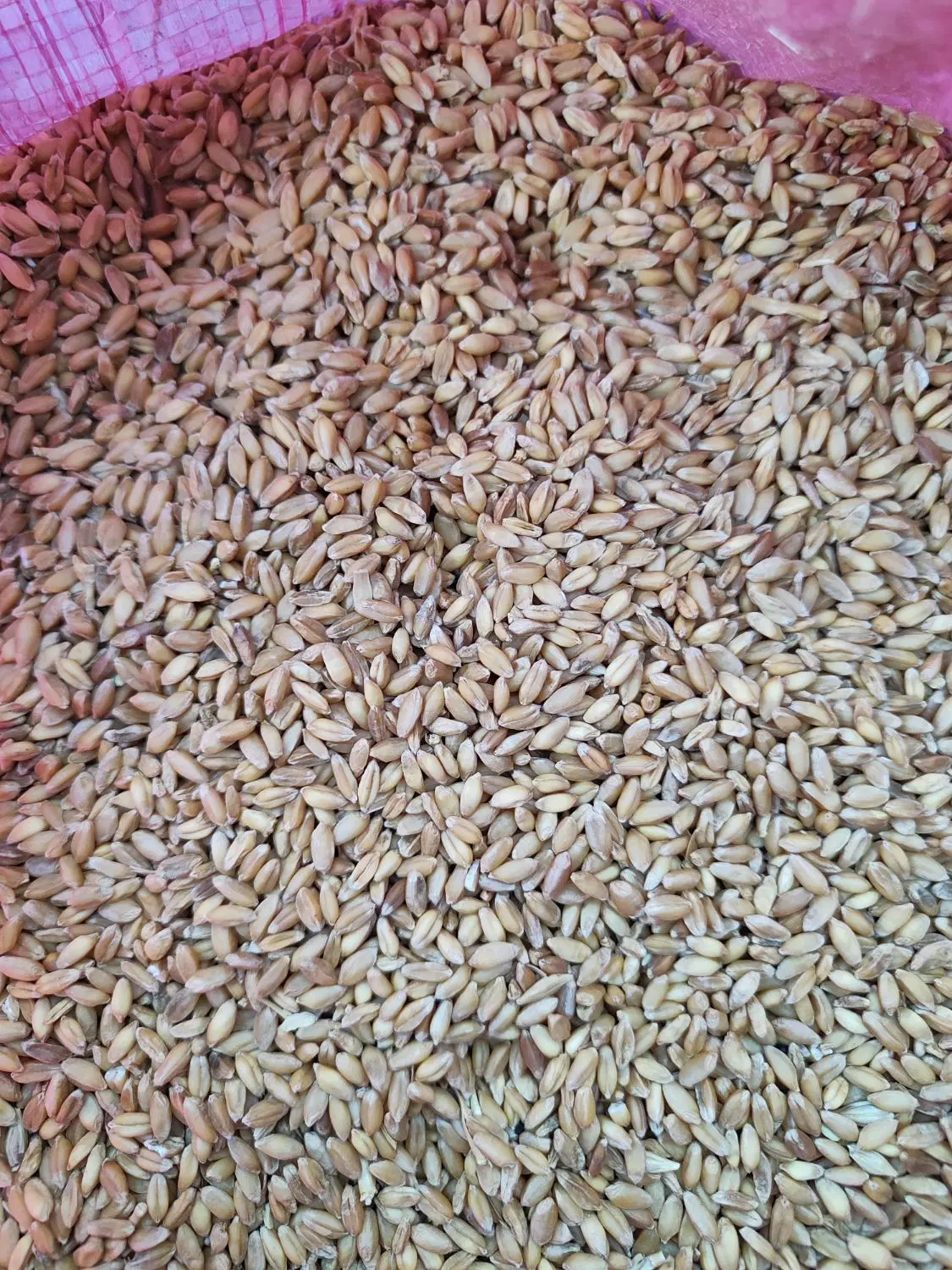 گندم|عمده‌فروشی|صالح آباد (خراسان), |دیوار