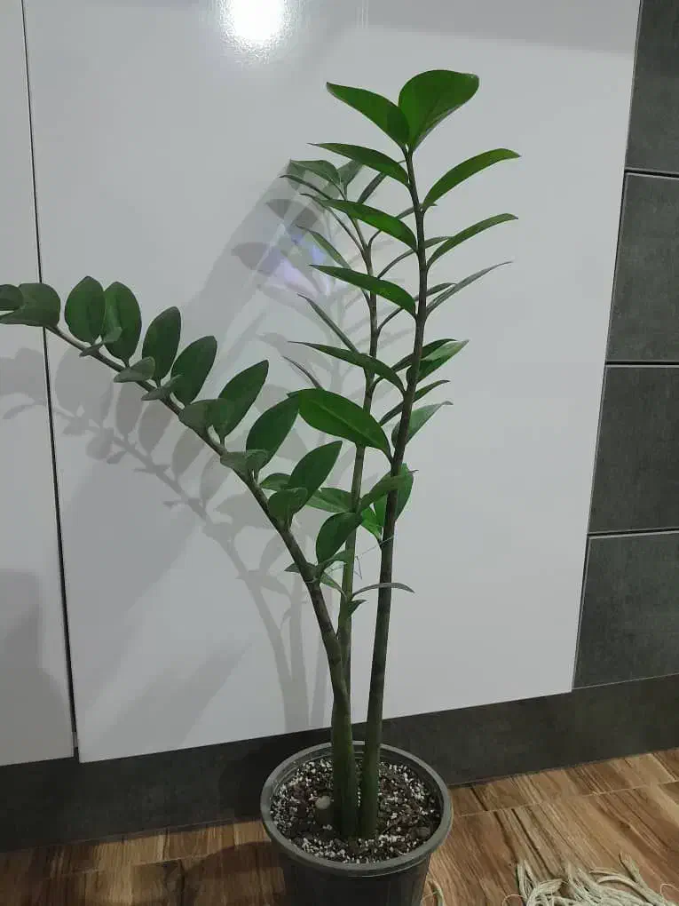 گلهای اپارتمانی|گل و گیاه طبیعی|گرگان, |دیوار