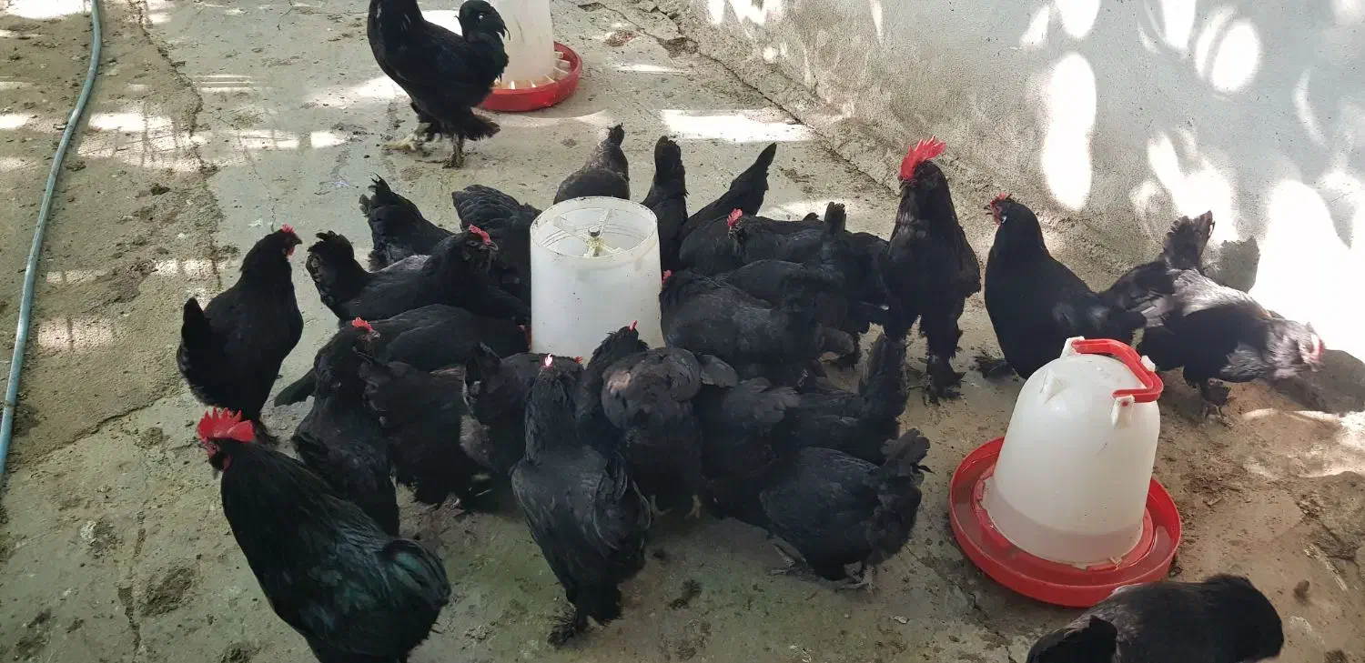 فروش جوجه و تخم نطفه دار مرندی|حیوانات مزرعه|ساری, |دیوار