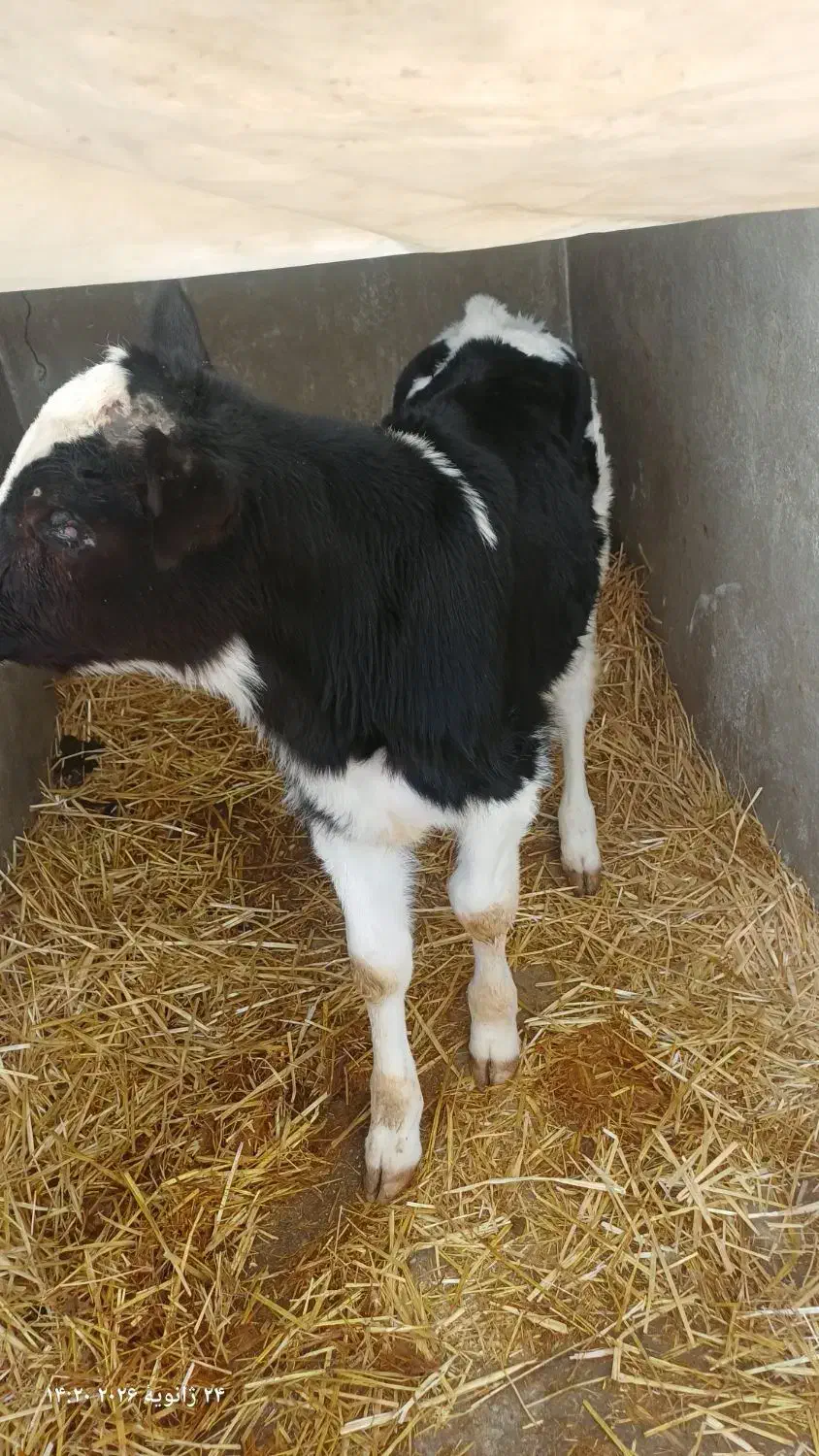 گوساله نر|حیوانات مزرعه|مرودشت, فاز اول شهرک فرهنگیان|دیوار