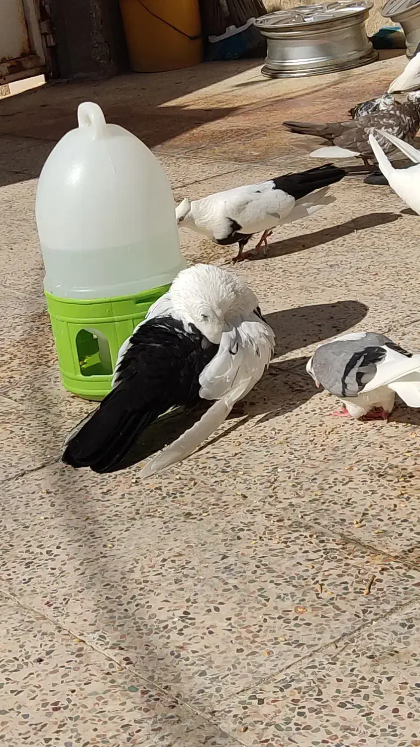 یک جفت دم سیاه درجه یک کشیده|پرنده|جم, |دیوار