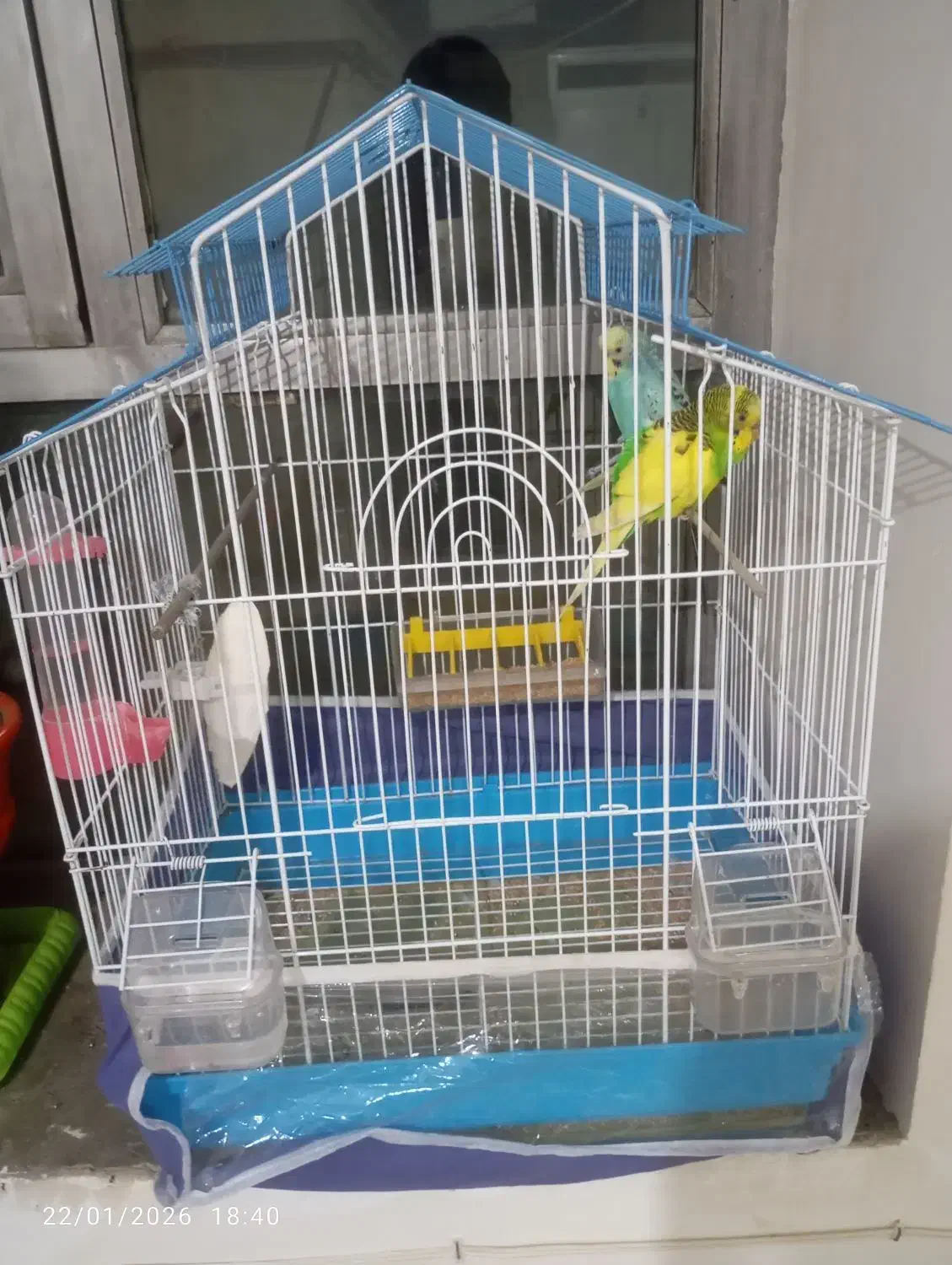 فروش مرغ عشق|پرنده|نقده, |دیوار