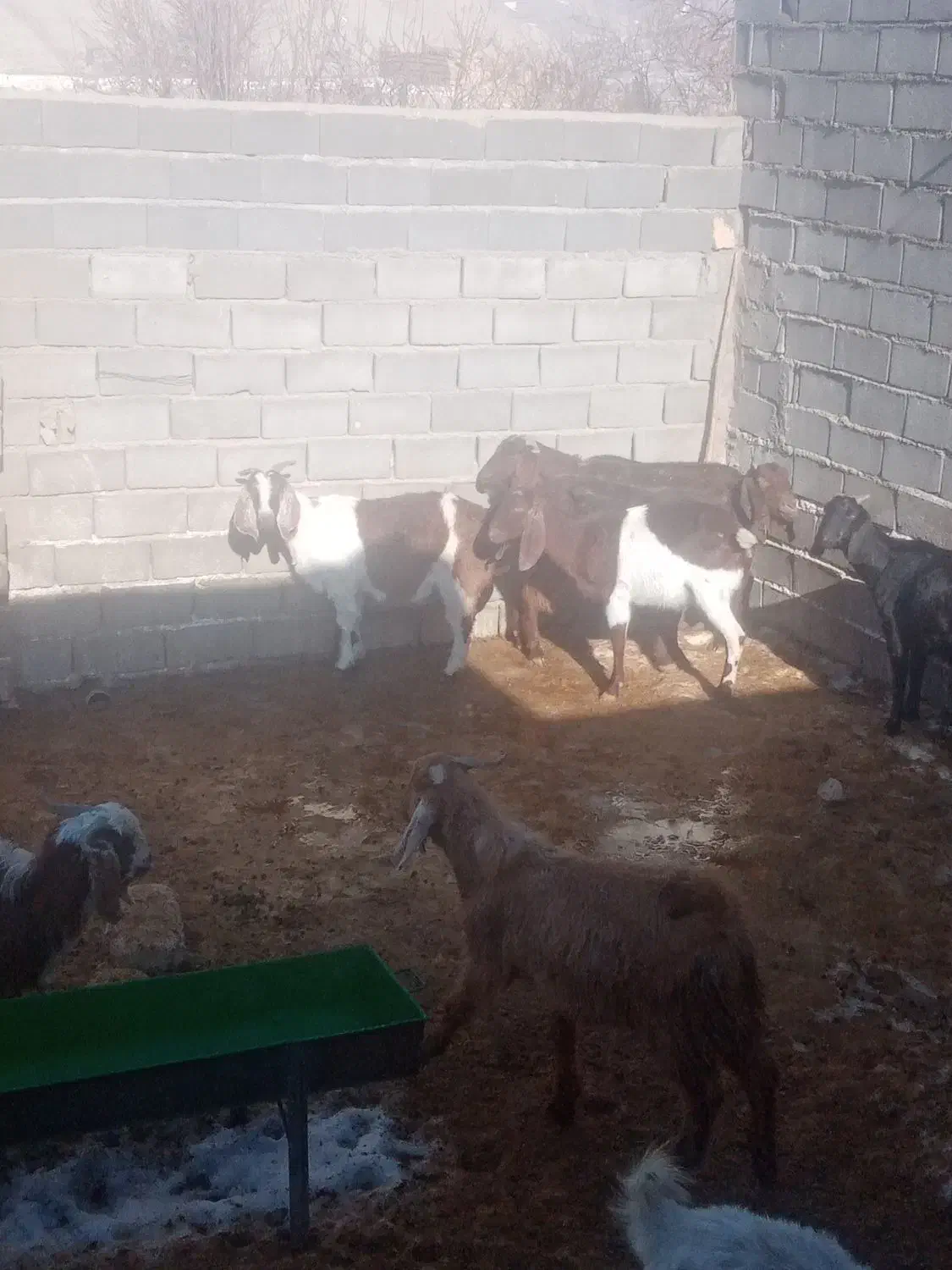 بز داشتی|حیوانات مزرعه|گرمخان, |دیوار