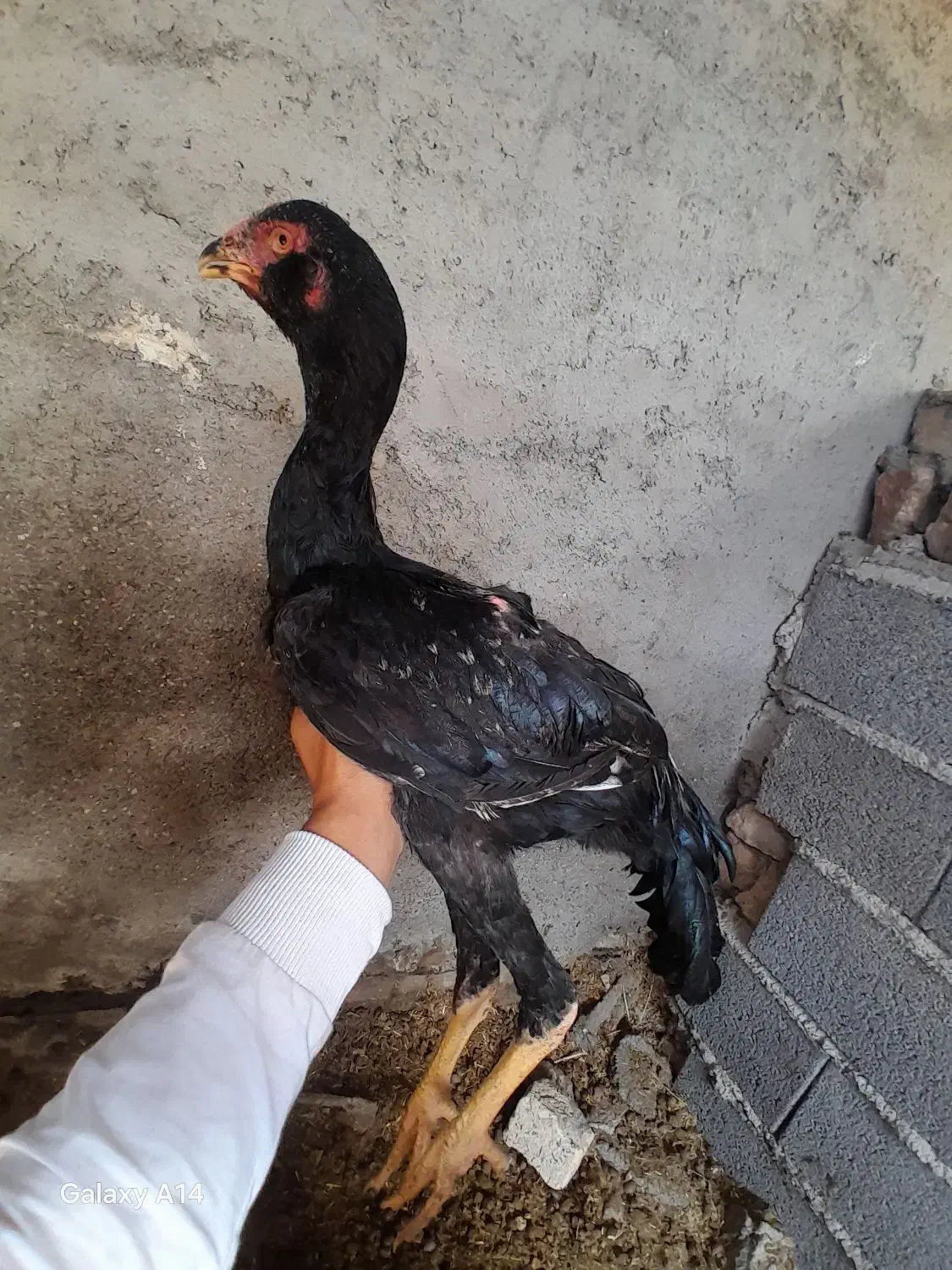 لاری ۴ماهه خروس|حیوانات مزرعه|گمیشان, |دیوار