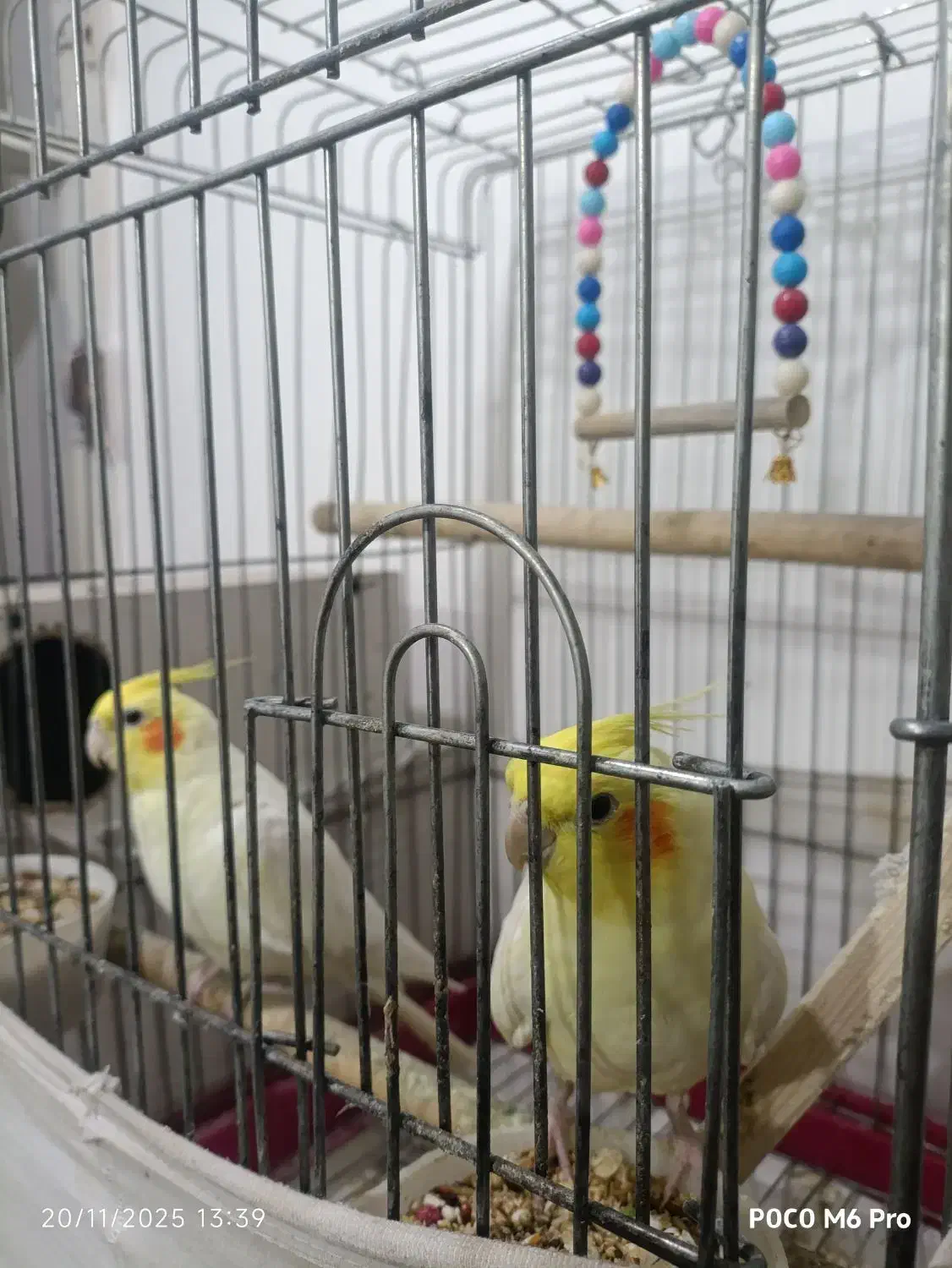 عروس هلندی|پرنده|بهاباد, |دیوار