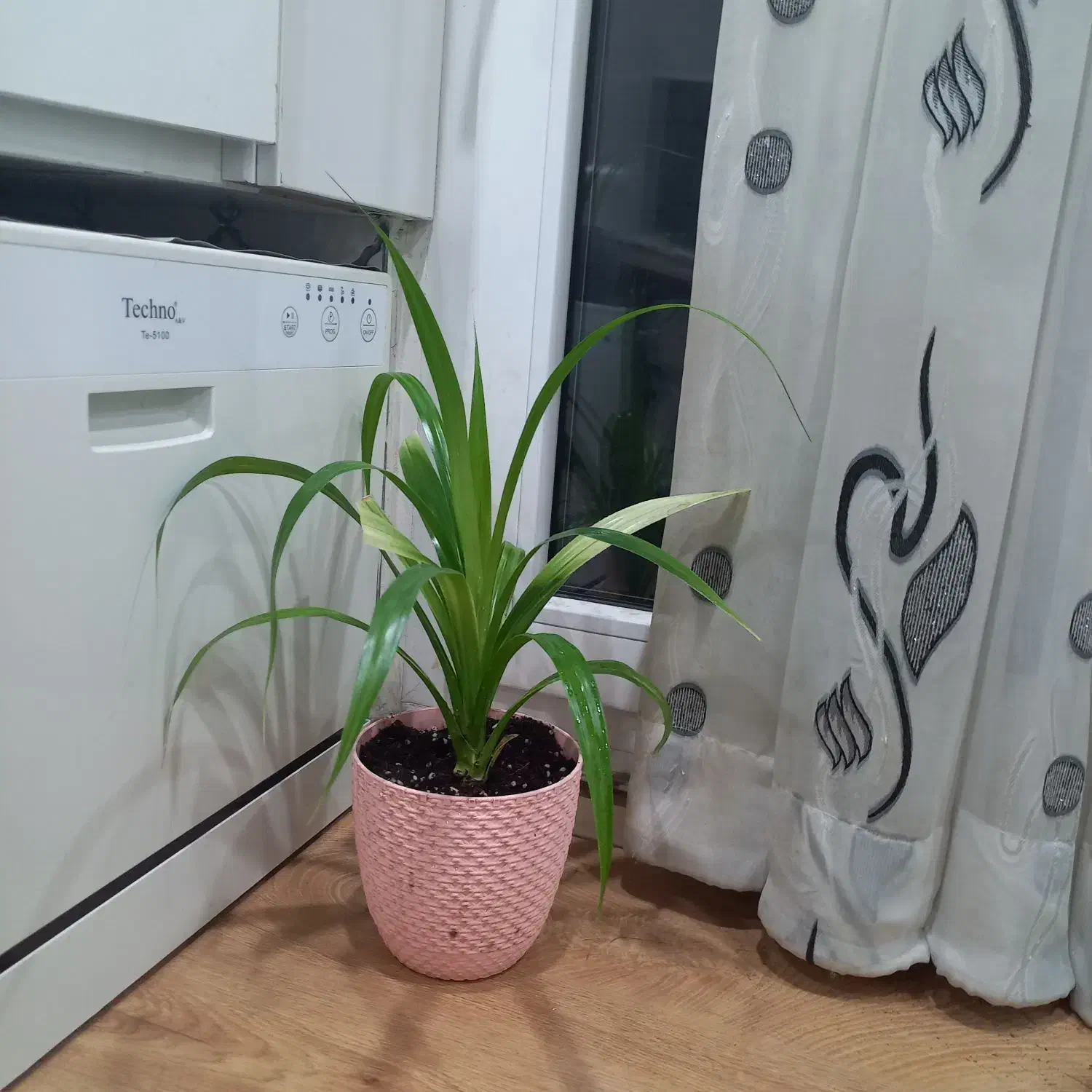 گل طبیعی|گل و گیاه طبیعی|کرج, بنیاد|دیوار