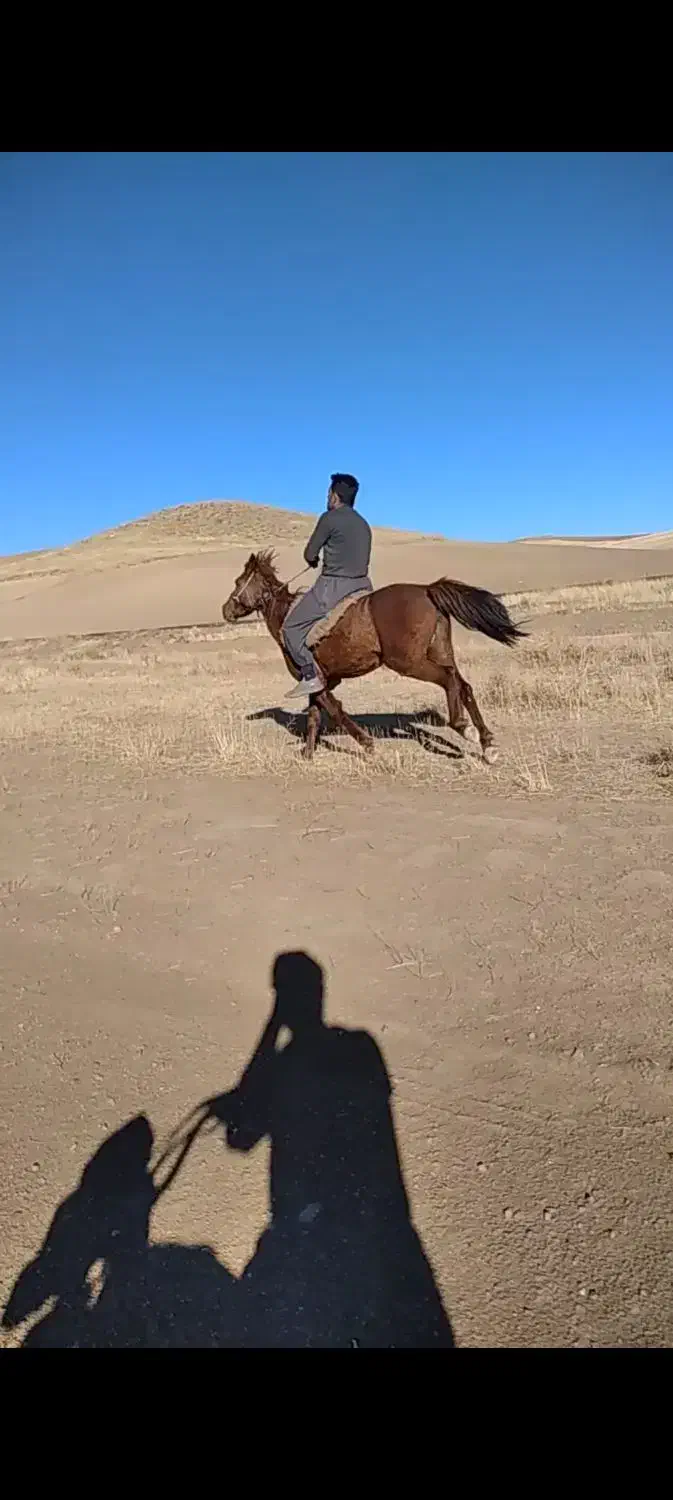 اسب|اسب و تجهیزات اسب‌سواری|دهگلان, |دیوار