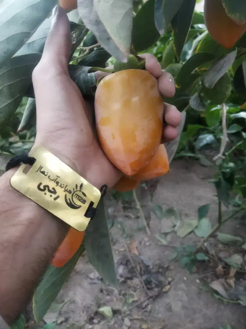 پیشفروش نهال لیبل دار خرمالو موزی|خدمات باغبانی و درختکاری|گلپایگان, |دیوار