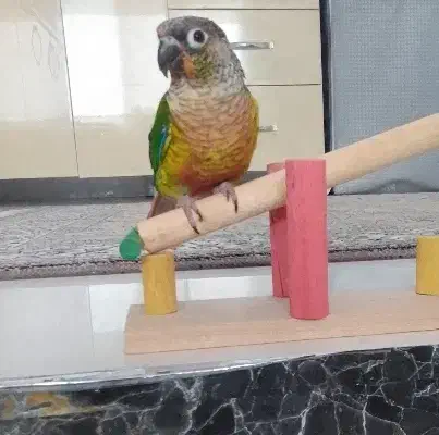 معاوضه با هنگدرام و گیتار ولب تاب و گوشی|پرنده|پرند, فاز ۶|دیوار