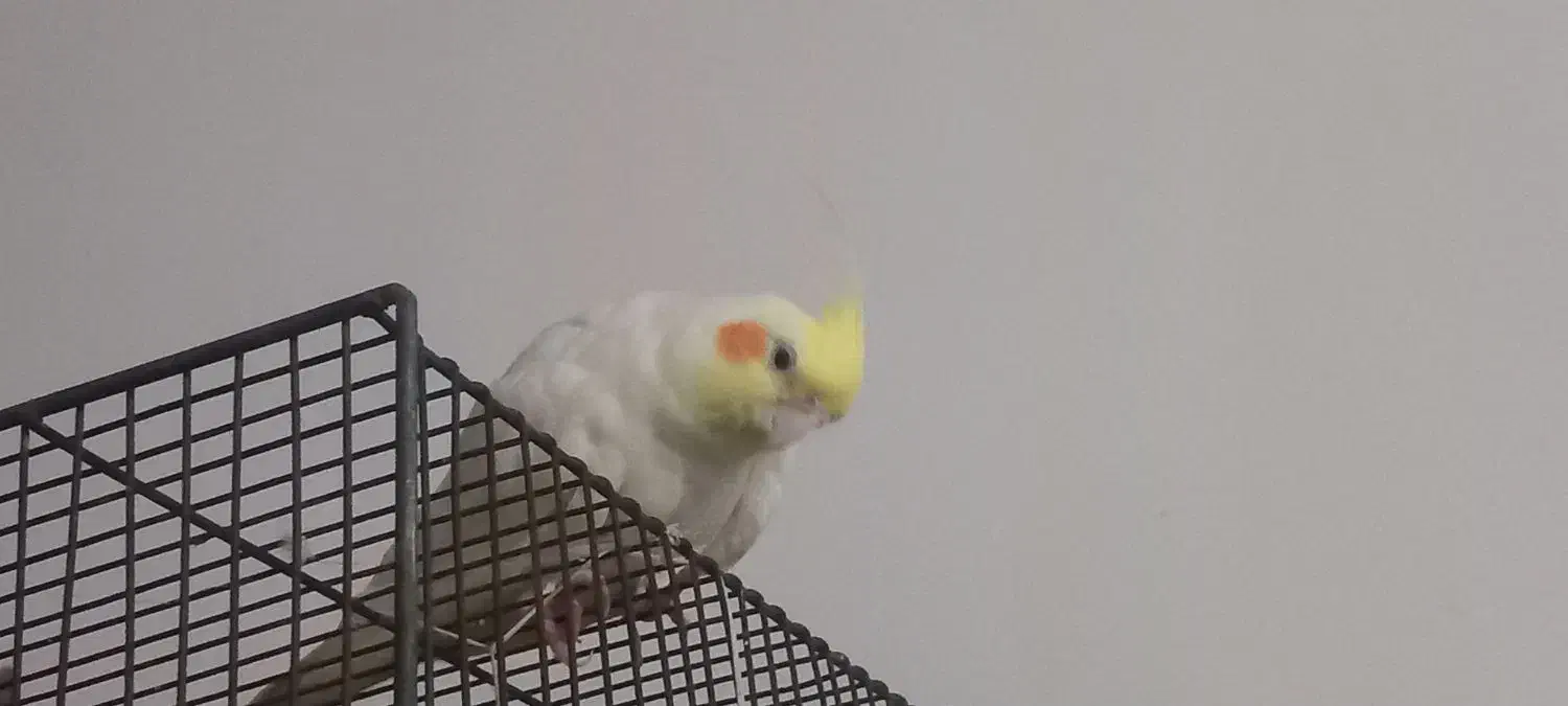 عروس هلندی|پرنده|هامون, |دیوار