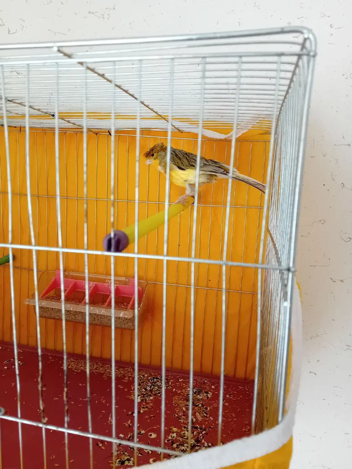 قناری نر کاکلی|پرنده|فولادشهر, مسکن مهر فولادشهر|دیوار