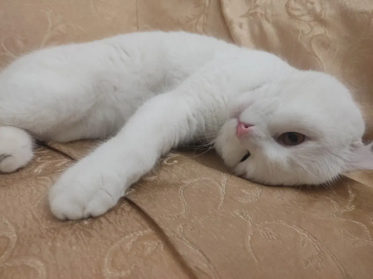 گربه اسکاتیش فولد|گربه|تبریز, |دیوار