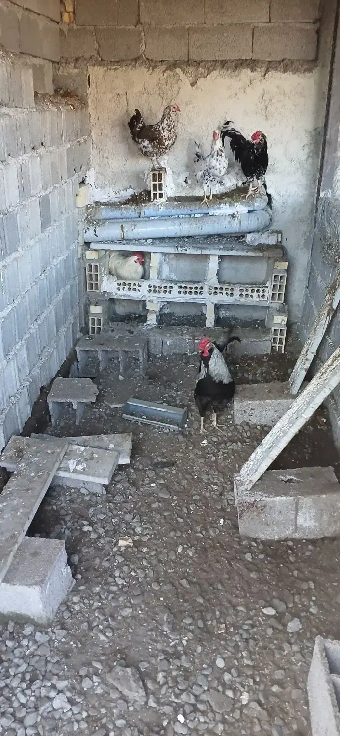 خروس گلین ومرغ|حیوانات مزرعه|کلاچای, |دیوار