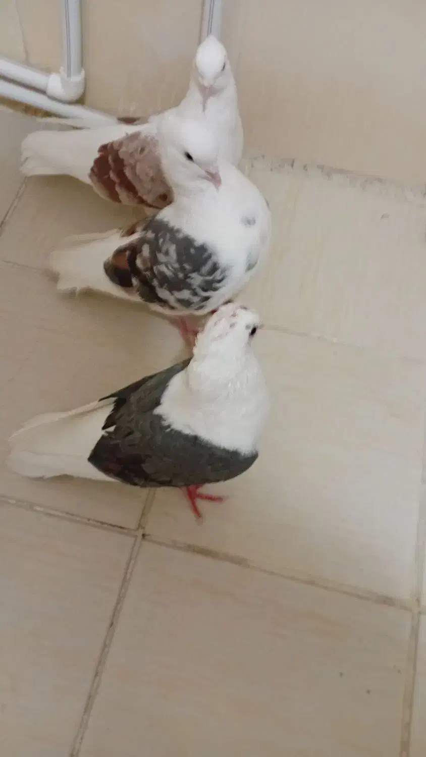 کبوتردوکتی|پرنده|پرند, فاز ۶|دیوار