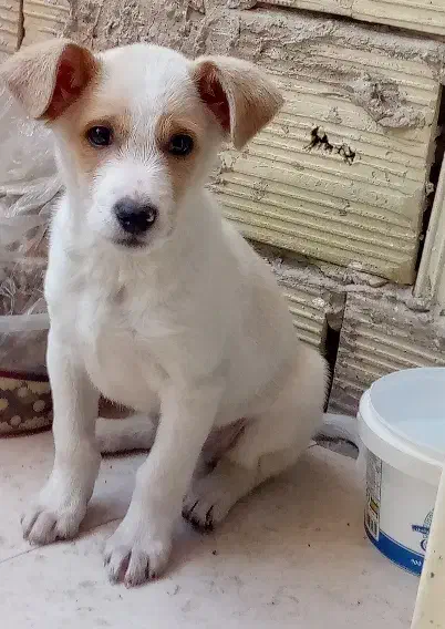 واگذاری توله سگ پاکوتاه|سگ|رباطکریم, نصیرشهر|دیوار