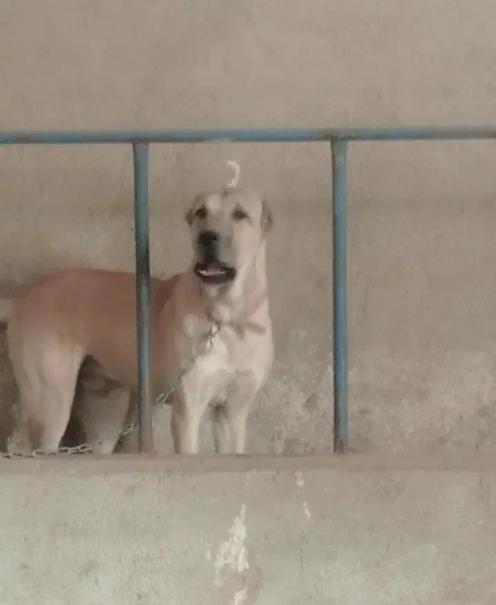 توله سگ سرابی نر ۷ماهه|سگ|ماهدشت, |دیوار