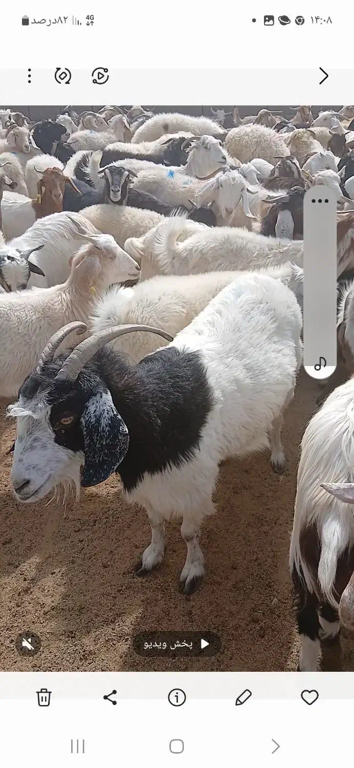 دامپروری صاحب الزمان کشتاردام وفروش به صورت کلی وج|حیوانات مزرعه|کهنوج, |دیوار