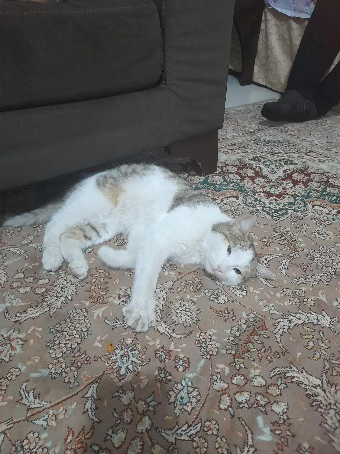 گربه ی ۷ ماه ی دی اس اچ نر|گربه|رودهن, |دیوار